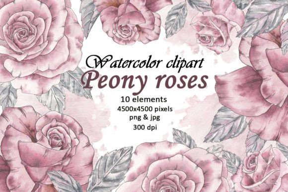 Download Watercolor Peony Flowers Vintage Clipart - Clipart Collection